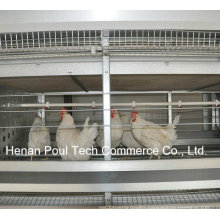 Poul Tech Hot Sale Breeder Chicken Cage (H Frame)